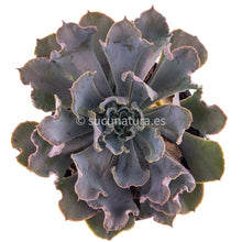 Cargar imagen en el visor de la galería, Echeveria Shaviana - ø 10.5 cm - Sucunatura. Plantas crassulas como echeveria, kalanchoe, sedum, sempervivum, graptoveria y aeonium.
