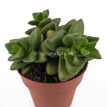 Cargar imagen en el visor de la galería, Crassula Talismán - ø 8.5 cm - Sucunatura. Plantas crassulas como echeveria, kalanchoe, sedum, sempervivum, graptoveria y aeonium.
