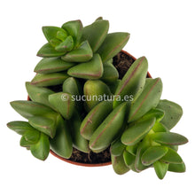 Cargar imagen en el visor de la galería, Crassula Talismán - ø 8.5 cm - Sucunatura. Plantas crassulas como echeveria, kalanchoe, sedum, sempervivum, graptoveria y aeonium.
