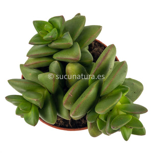 Crassula Talismán - ø 8.5 cm - Sucunatura. Plantas crassulas como echeveria, kalanchoe, sedum, sempervivum, graptoveria y aeonium.