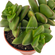 Cargar imagen en el visor de la galería, Crassula Talismán - ø 8.5 cm - Sucunatura. Plantas crassulas como echeveria, kalanchoe, sedum, sempervivum, graptoveria y aeonium.
