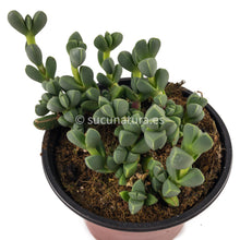 Load image into Gallery viewer, Corpuscularia Lehmannii - ø 8.5 cm - Sucunatura. Plantas crassulas como echeveria, kalanchoe, sedum, sempervivum, graptoveria y aeonium.
