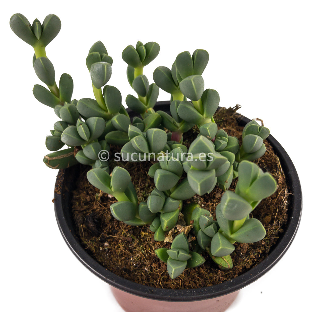 Corpuscularia Lehmannii - ø 8.5 cm - Sucunatura. Plantas crassulas como echeveria, kalanchoe, sedum, sempervivum, graptoveria y aeonium.