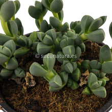 Load image into Gallery viewer, Corpuscularia Lehmannii - ø 8.5 cm - Sucunatura. Plantas crassulas como echeveria, kalanchoe, sedum, sempervivum, graptoveria y aeonium.
