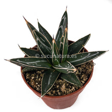 Cargar imagen en el visor de la galería, Agave Vitoria Regia - ø 8.5 cm - Sucunatura. Plantas crassulas como echeveria, kalanchoe, sedum, sempervivum, graptoveria y aeonium.
