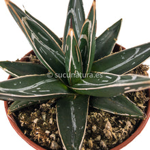 Load image into Gallery viewer, Agave Vitoria Regia - ø 8.5 cm - Sucunatura. Plantas crassulas como echeveria, kalanchoe, sedum, sempervivum, graptoveria y aeonium.
