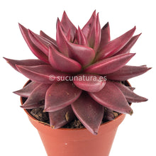 Load image into Gallery viewer, Echeveria Celestia - ø 10.5 cm - Sucunatura. Plantas crassulas como echeveria, kalanchoe, sedum, sempervivum, graptoveria y aeonium.
