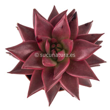 Load image into Gallery viewer, Echeveria Celestia - ø 10.5 cm - Sucunatura. Plantas crassulas como echeveria, kalanchoe, sedum, sempervivum, graptoveria y aeonium.
