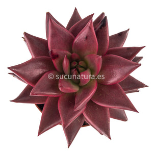 Echeveria Celestia - ø 10.5 cm - Sucunatura. Plantas crassulas como echeveria, kalanchoe, sedum, sempervivum, graptoveria y aeonium.