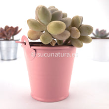 Load image into Gallery viewer, Planta + cubito metálico - Sucunatura. Plantas crassulas como echeveria, kalanchoe, sedum, sempervivum, graptoveria y aeonium.
