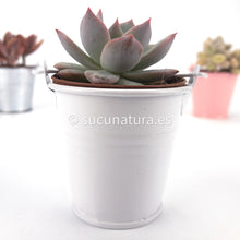 Load image into Gallery viewer, Planta + cubito metálico - Sucunatura. Plantas crassulas como echeveria, kalanchoe, sedum, sempervivum, graptoveria y aeonium.
