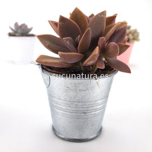 Load image into Gallery viewer, Planta + cubito metálico - Sucunatura. Plantas crassulas como echeveria, kalanchoe, sedum, sempervivum, graptoveria y aeonium.
