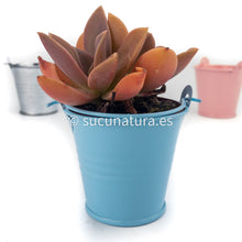 Load image into Gallery viewer, Planta + cubito metálico - Sucunatura. Plantas crassulas como echeveria, kalanchoe, sedum, sempervivum, graptoveria y aeonium.
