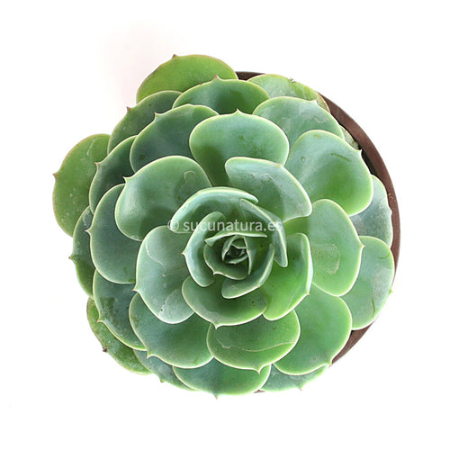 Echeveria Imbricata - ø 10.5 cm - Sucunatura. Plantas crassulas como echeveria, kalanchoe, sedum, sempervivum, graptoveria y aeonium.