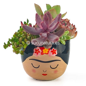 Kit Frida Kahlo - Sucunatura. Plantas crassulas como echeveria, kalanchoe, sedum, sempervivum, graptoveria y aeonium.