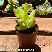 Load image into Gallery viewer, Sedum Adolphi “Golden Glow” - ø 5.5 cm - Sucunatura. Plantas crassulas como echeveria, kalanchoe, sedum, sempervivum, graptoveria y aeonium.
