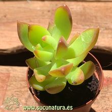 Load image into Gallery viewer, Sedum Adolphi “Golden Glow” - ø 5.5 cm - Sucunatura. Plantas crassulas como echeveria, kalanchoe, sedum, sempervivum, graptoveria y aeonium.
