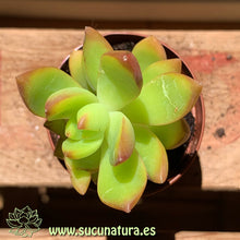 Load image into Gallery viewer, Sedum Adolphi “Golden Glow” - ø 5.5 cm - Sucunatura. Plantas crassulas como echeveria, kalanchoe, sedum, sempervivum, graptoveria y aeonium.
