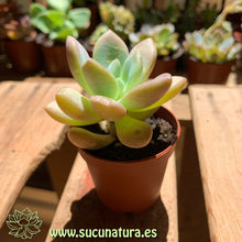 Cargar imagen en el visor de la galería, Pachyphytum doctor cornellius - ø 5.5 cm - Sucunatura. Plantas crassulas como echeveria, kalanchoe, sedum, sempervivum, graptoveria y aeonium.
