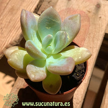 Cargar imagen en el visor de la galería, Pachyphytum doctor cornellius - ø 5.5 cm - Sucunatura. Plantas crassulas como echeveria, kalanchoe, sedum, sempervivum, graptoveria y aeonium.
