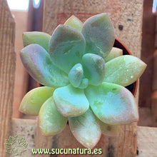 Load image into Gallery viewer, Pachyphytum doctor cornellius - ø 5.5 cm - Sucunatura. Plantas crassulas como echeveria, kalanchoe, sedum, sempervivum, graptoveria y aeonium.
