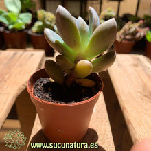 Cargar imagen en el visor de la galería, Pachyphytum bracteosum - ø 5.5 cm - Sucunatura. Plantas crassulas como echeveria, kalanchoe, sedum, sempervivum, graptoveria y aeonium.
