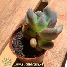 Cargar imagen en el visor de la galería, Pachyphytum bracteosum - ø 5.5 cm - Sucunatura. Plantas crassulas como echeveria, kalanchoe, sedum, sempervivum, graptoveria y aeonium.
