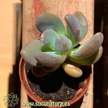 Cargar imagen en el visor de la galería, Pachyphytum bracteosum - ø 5.5 cm - Sucunatura. Plantas crassulas como echeveria, kalanchoe, sedum, sempervivum, graptoveria y aeonium.
