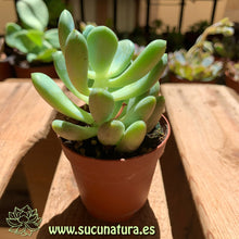 Load image into Gallery viewer, Pachyphytum oviferum - ø 5.5 cm - Sucunatura. Plantas crassulas como echeveria, kalanchoe, sedum, sempervivum, graptoveria y aeonium.
