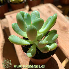 Cargar imagen en el visor de la galería, Pachyphytum oviferum - ø 5.5 cm - Sucunatura. Plantas crassulas como echeveria, kalanchoe, sedum, sempervivum, graptoveria y aeonium.
