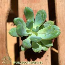 Cargar imagen en el visor de la galería, Pachyphytum oviferum - ø 5.5 cm - Sucunatura. Plantas crassulas como echeveria, kalanchoe, sedum, sempervivum, graptoveria y aeonium.
