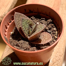 Cargar imagen en el visor de la galería, Gasteria brachyphylla - ø 5.5 cm - Sucunatura. Plantas crassulas como echeveria, kalanchoe, sedum, sempervivum, graptoveria y aeonium.
