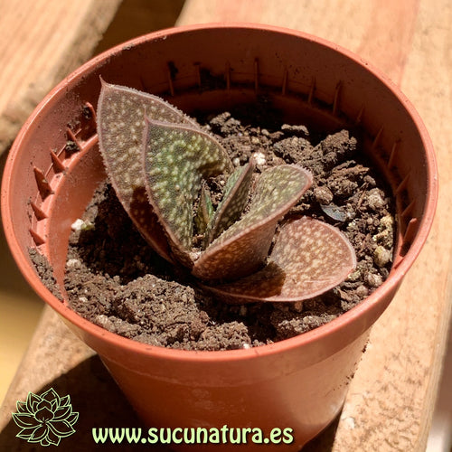 Gasteria brachyphylla - ø 5.5 cm - Sucunatura. Plantas crassulas como echeveria, kalanchoe, sedum, sempervivum, graptoveria y aeonium.