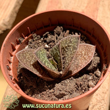 Cargar imagen en el visor de la galería, Gasteria brachyphylla - ø 5.5 cm - Sucunatura. Plantas crassulas como echeveria, kalanchoe, sedum, sempervivum, graptoveria y aeonium.
