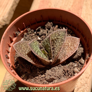 Gasteria brachyphylla - ø 5.5 cm - Sucunatura. Plantas crassulas como echeveria, kalanchoe, sedum, sempervivum, graptoveria y aeonium.