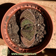 Cargar imagen en el visor de la galería, Gasteria brachyphylla - ø 5.5 cm - Sucunatura. Plantas crassulas como echeveria, kalanchoe, sedum, sempervivum, graptoveria y aeonium.
