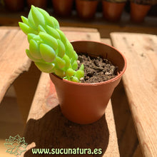 Load image into Gallery viewer, Sedum morganianum - ø 5.5 cm - Sucunatura. Plantas crassulas como echeveria, kalanchoe, sedum, sempervivum, graptoveria y aeonium.
