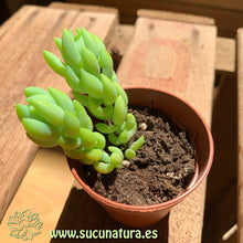 Load image into Gallery viewer, Sedum morganianum - ø 5.5 cm - Sucunatura. Plantas crassulas como echeveria, kalanchoe, sedum, sempervivum, graptoveria y aeonium.
