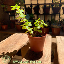 Load image into Gallery viewer, Portulacaria afra - ø 5.5 cm - Sucunatura. Plantas crassulas como echeveria, kalanchoe, sedum, sempervivum, graptoveria y aeonium.
