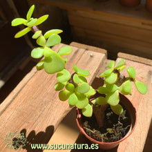 Cargar imagen en el visor de la galería, Portulacaria afra - ø 5.5 cm - Sucunatura. Plantas crassulas como echeveria, kalanchoe, sedum, sempervivum, graptoveria y aeonium.
