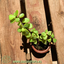 Load image into Gallery viewer, Portulacaria afra - ø 5.5 cm - Sucunatura. Plantas crassulas como echeveria, kalanchoe, sedum, sempervivum, graptoveria y aeonium.
