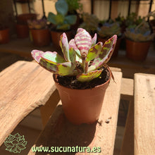 Cargar imagen en el visor de la galería, Kalanchoe humilis atigrado - ø 5.5 cm - Sucunatura. Plantas crassulas como echeveria, kalanchoe, sedum, sempervivum, graptoveria y aeonium.
