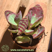 Cargar imagen en el visor de la galería, Kalanchoe humilis atigrado - ø 5.5 cm - Sucunatura. Plantas crassulas como echeveria, kalanchoe, sedum, sempervivum, graptoveria y aeonium.
