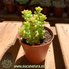 Cargar imagen en el visor de la galería, Crassula Rupestris - ø 5.5 cm - Sucunatura. Plantas crassulas como echeveria, kalanchoe, sedum, sempervivum, graptoveria y aeonium.
