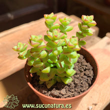 Cargar imagen en el visor de la galería, Crassula Rupestris - ø 5.5 cm - Sucunatura. Plantas crassulas como echeveria, kalanchoe, sedum, sempervivum, graptoveria y aeonium.
