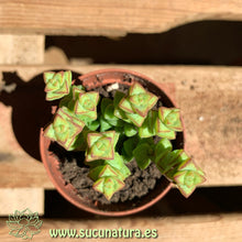 Cargar imagen en el visor de la galería, Crassula Rupestris - ø 5.5 cm - Sucunatura. Plantas crassulas como echeveria, kalanchoe, sedum, sempervivum, graptoveria y aeonium.
