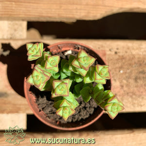 Crassula Rupestris - ø 5.5 cm - Sucunatura. Plantas crassulas como echeveria, kalanchoe, sedum, sempervivum, graptoveria y aeonium.