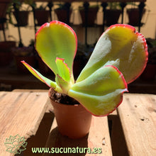 Cargar imagen en el visor de la galería, Kalanchoe Thyrsiflora - ø 5.5 cm - Sucunatura. Plantas crassulas como echeveria, kalanchoe, sedum, sempervivum, graptoveria y aeonium.
