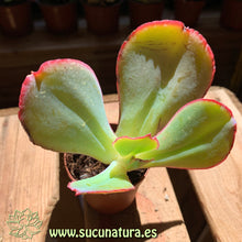 Load image into Gallery viewer, Kalanchoe Thyrsiflora - ø 5.5 cm - Sucunatura. Plantas crassulas como echeveria, kalanchoe, sedum, sempervivum, graptoveria y aeonium.
