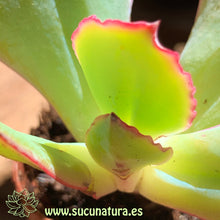 Cargar imagen en el visor de la galería, Kalanchoe Thyrsiflora - ø 5.5 cm - Sucunatura. Plantas crassulas como echeveria, kalanchoe, sedum, sempervivum, graptoveria y aeonium.
